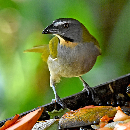 Buff throated saltator