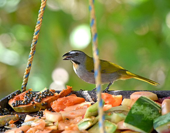 Buff throated saltator