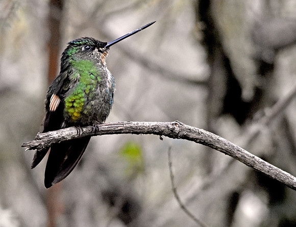 Buff winged starfrontlet hummingbird
