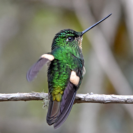 Buff winged starfrontlet hummingbird