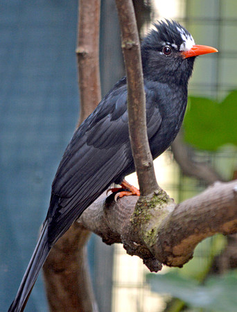 Black bulbul