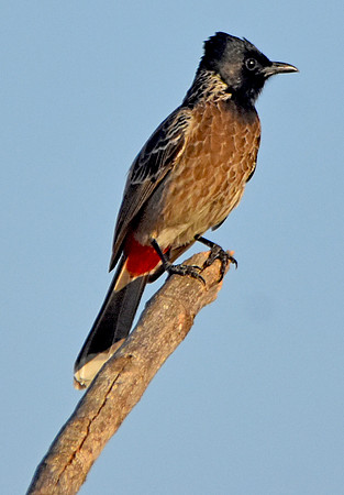 Red vented bulbul