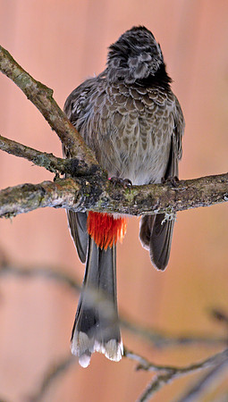 Red vented bulbul
