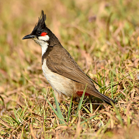 Red whiskered bulbul