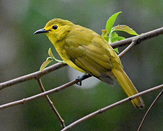 Yellow browed bulbul