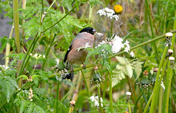 Eurasian bullfinch, female