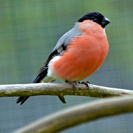 Eurasian bullfinch