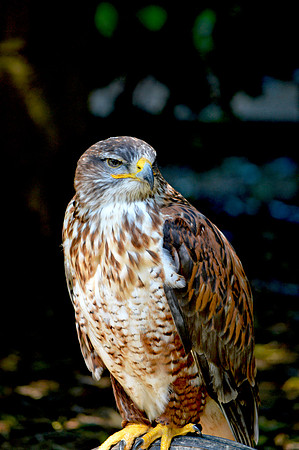 American buzzard