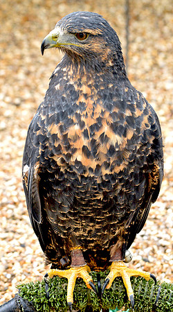 Black chested buzzard
