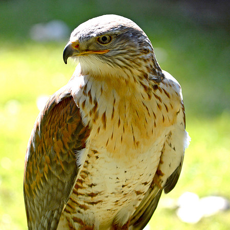 American buzzard