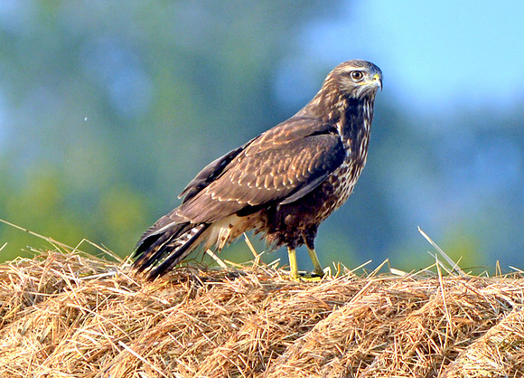 Common buzzard