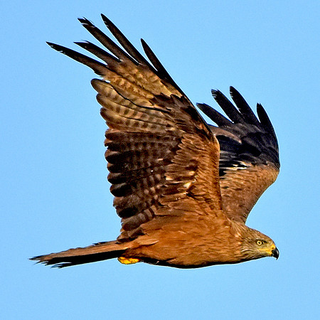 Common buzzard
