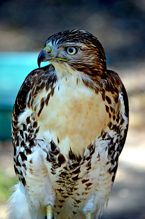 Ferruginous buzzard