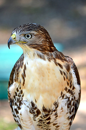 Ferruginous buzzard