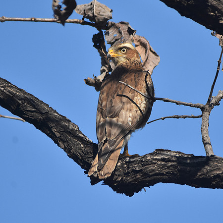 White eyed buzzard
