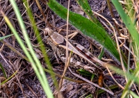 Italian locust