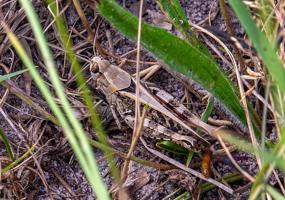 Italian locust