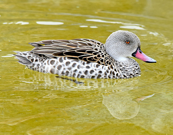 Cape teal