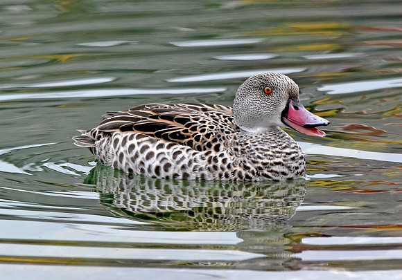 Cape teal