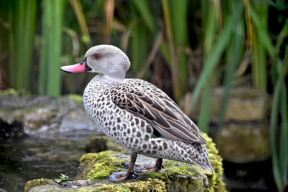Cape teal