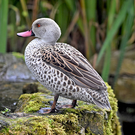 Cape teal