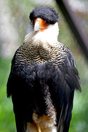 Crested caracara