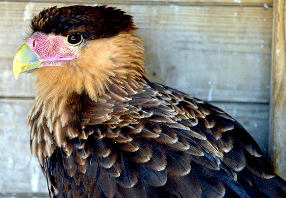 Crested caracara