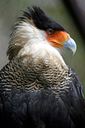 Crested caracara