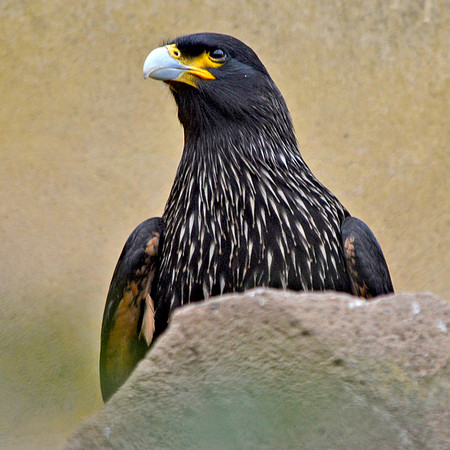 Striated caracara