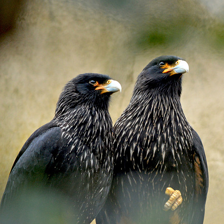 Striated caracara
