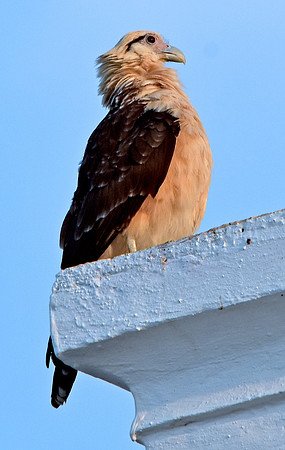 Yellow headed caracara