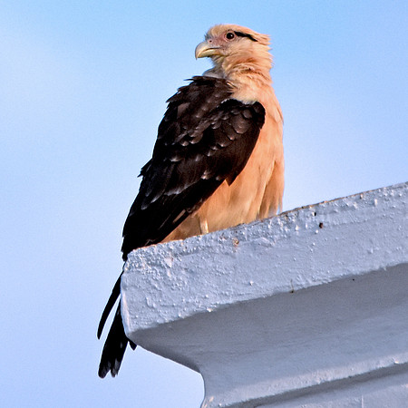 Yellow headed caracara