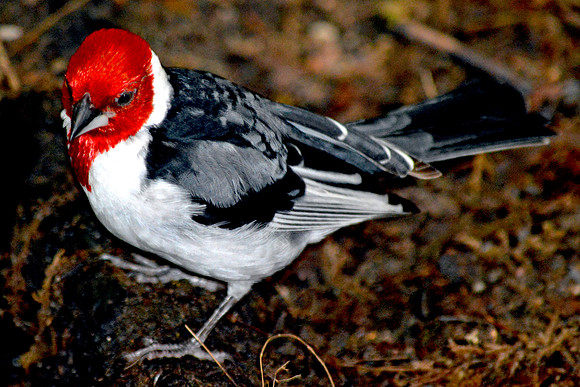 Red crested cardinal