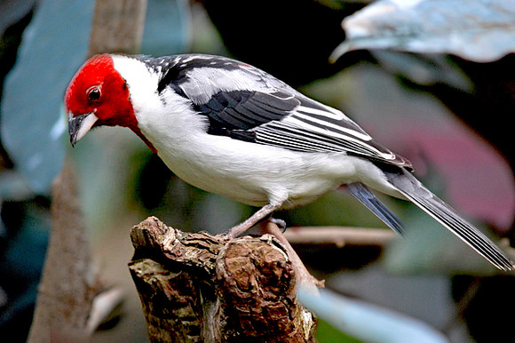 Red crested cardinal