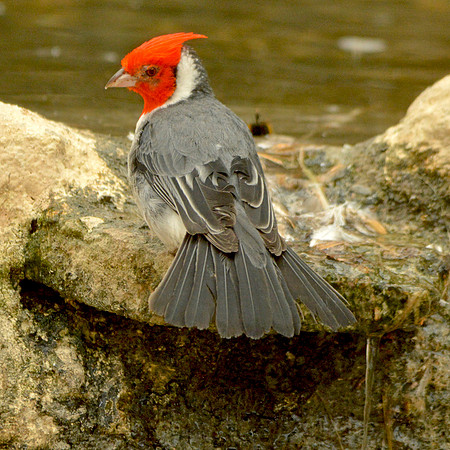 Red crested cardinal