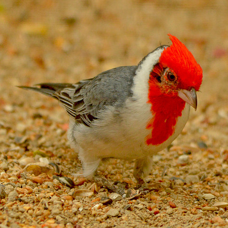 Red crested cardinal
