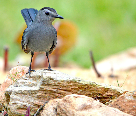 Grey Catbird