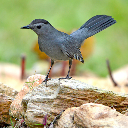 Grey Catbird