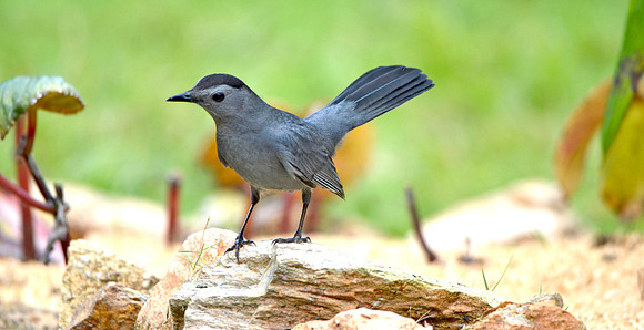 Grey Catbird