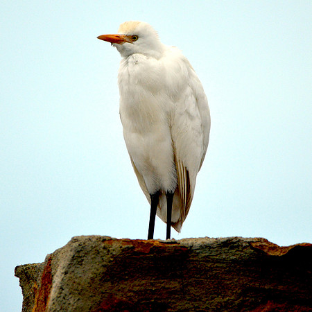 Cattle egret