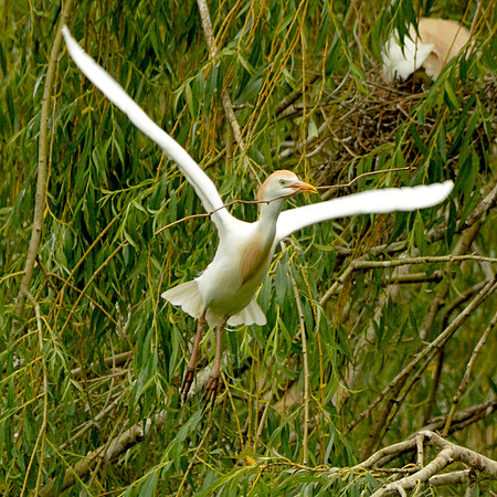 Cattle egret