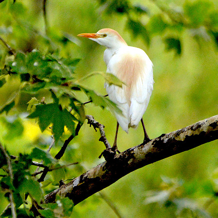 Cattle egret