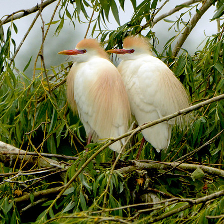 Cattle egret