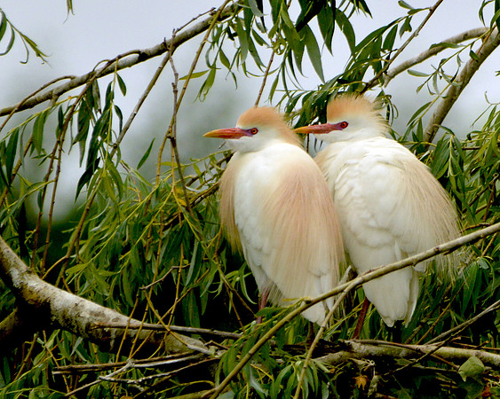 Cattle egret