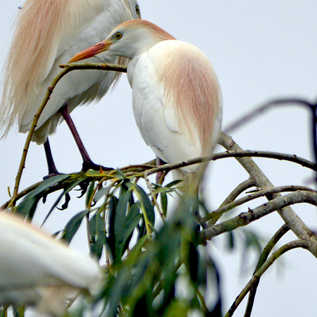 Cattle egret
