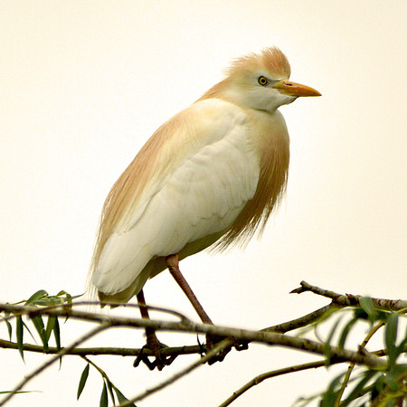 Cattle egret