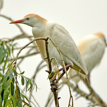 Cattle egret