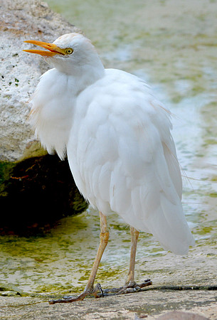 Cattle egret