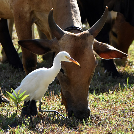 Cattle egret with cattle