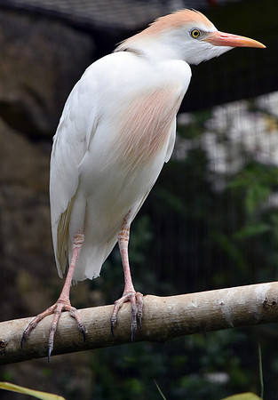 Cattle egret
